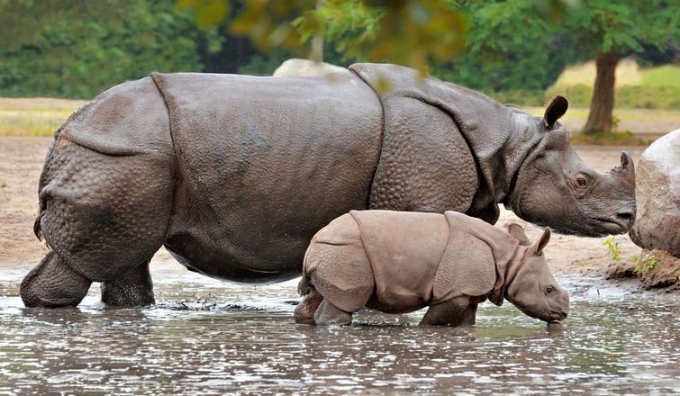 Greater One-Horned Rhinoceros