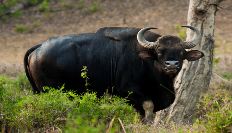Indian Bison (Gaur)