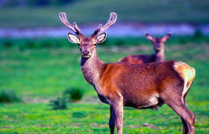 Kashmir Red Stag