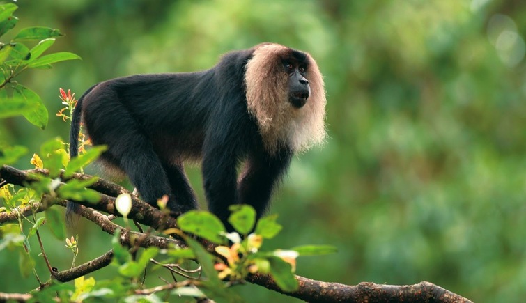 Lion Tailed Macaque