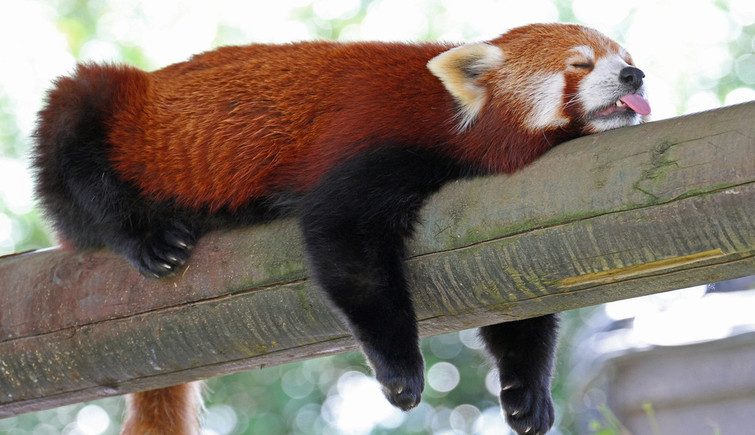 Red Panda