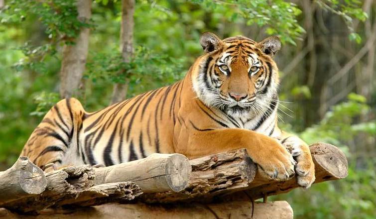 Royal Bengal Tiger