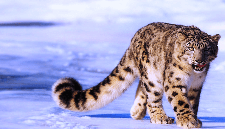 Snow Leopard