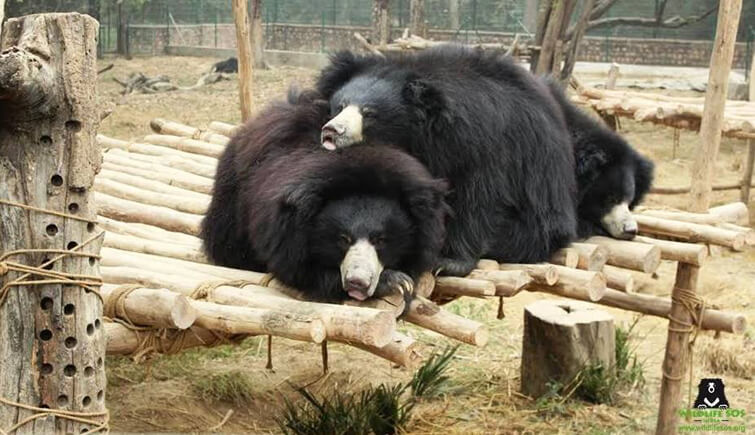 Rescued sloth bears cuddled up into one giant fur ball!