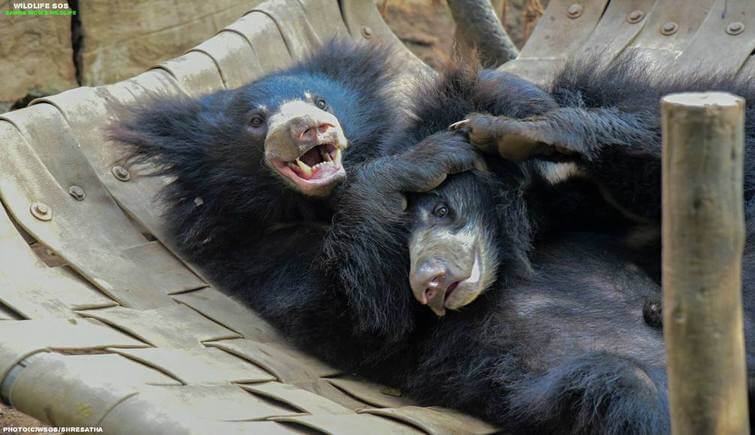 Bears playing on their hammock