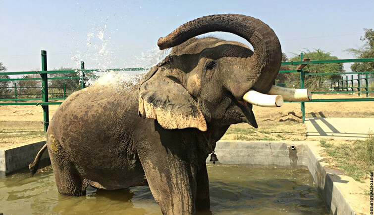 elephant sanjay taking a nice refreshing bath