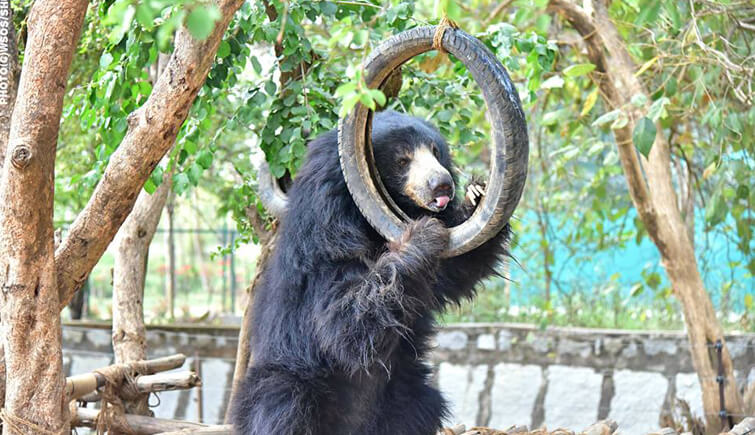 Sloth bear playing with tyre enrichment