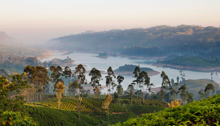 Ceylon-Tea-Trails