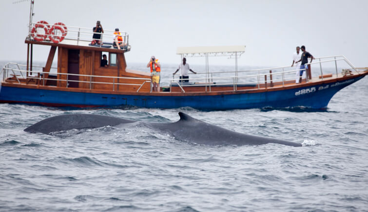 Galle-to-Mirissa--Delight-in-a-Whale-Watching-Cruise