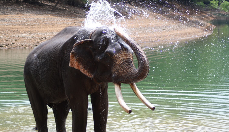 Give-an-Elephant-a-Bath-at-Kodanad-Elephant-Sanctuary
