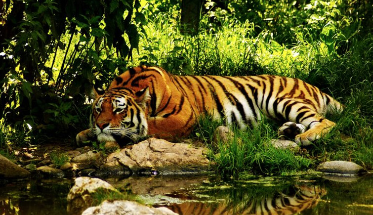 Pushpagiri-Wildlife-Sanctuary