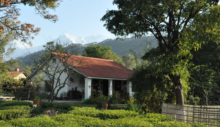 Darang Tea Estate, Himachal Pradesh