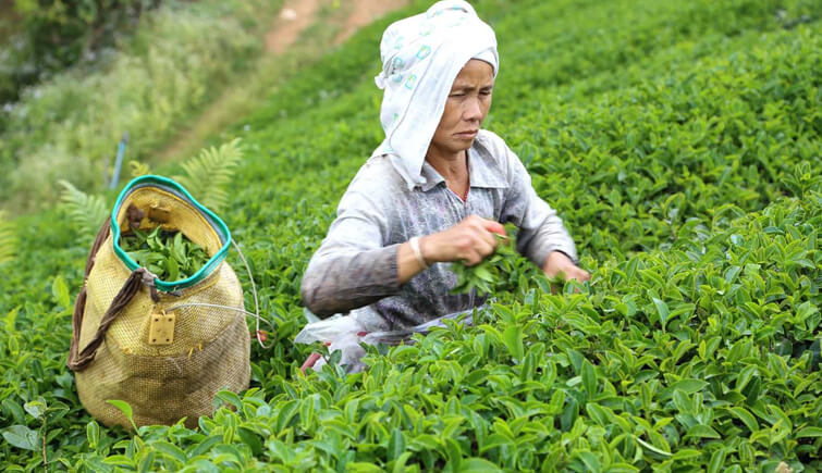 Gatoonga Tea Estate, Assam