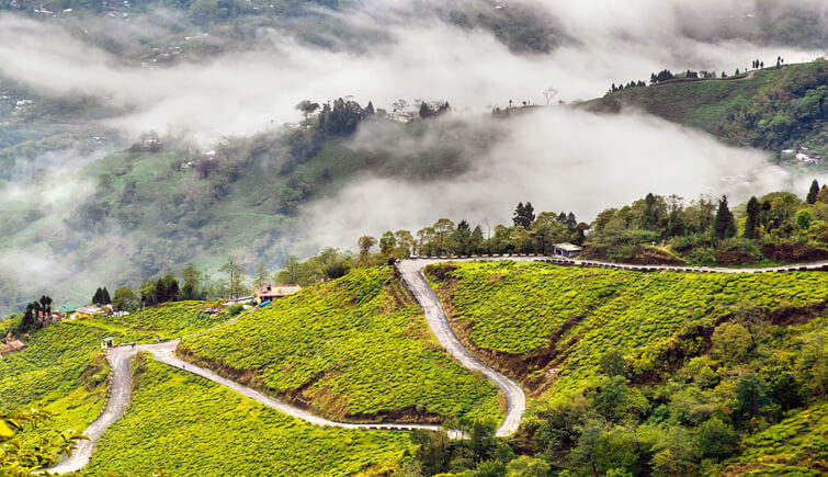 Glenburn Tea Estate, West Bengal