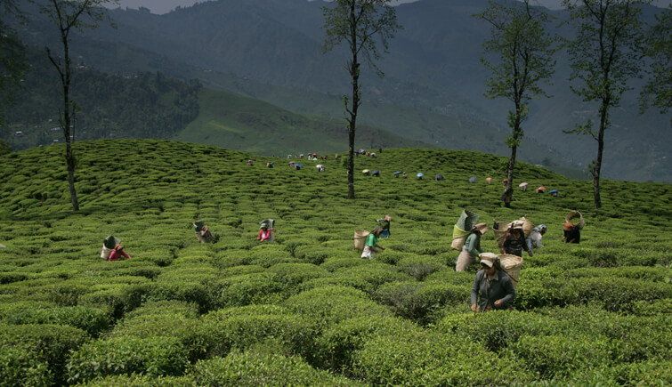 Happy Valley Tea Estate, West Bengal