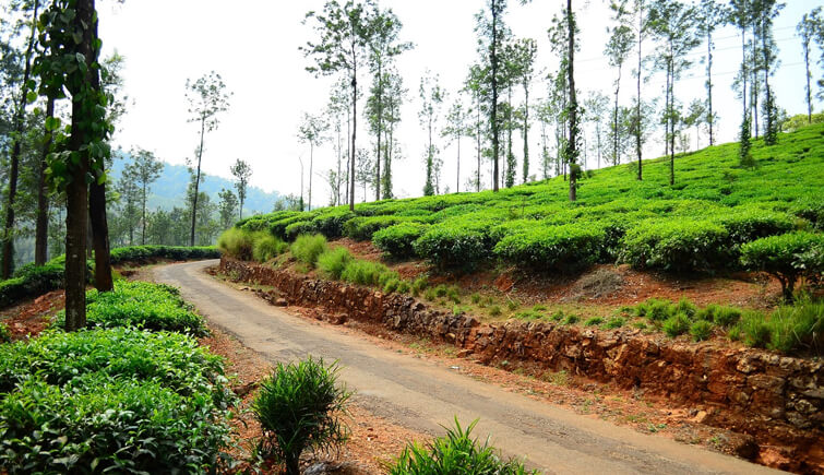 Kelagur Tea Estate, Karnataka