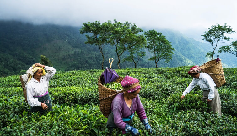 Makaibari Tea Estate, West Bengal