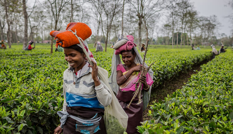 Mancotta Tea Estate, Assam