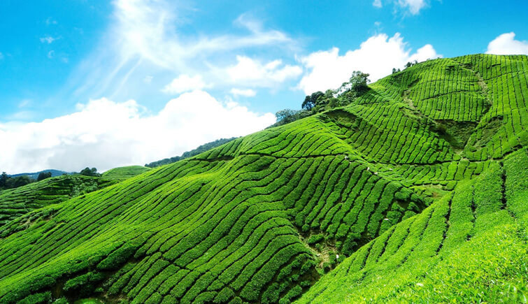 Nilgiri Tea Plantations, Tamil Nadu