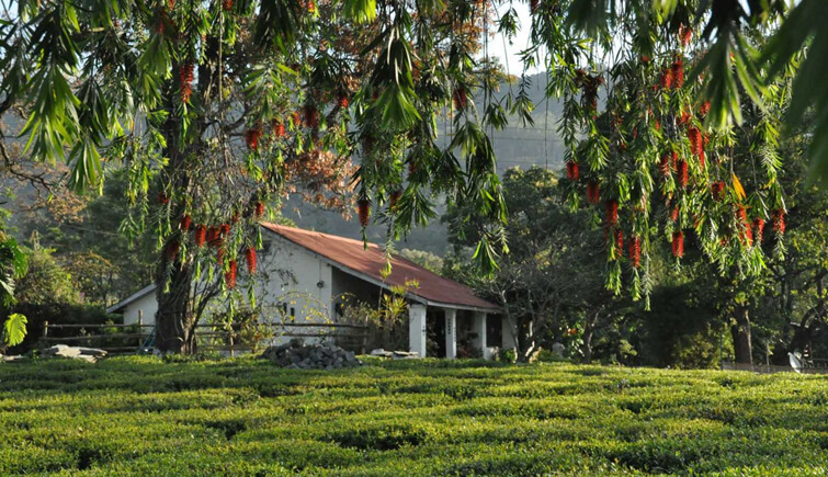Wah Tea Estate, Himachal Pradesh