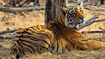 North and Central India Tiger Tour