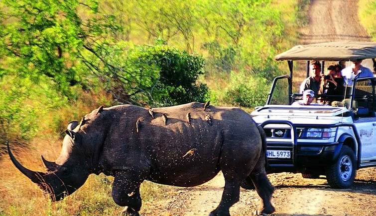 Safari in Kaziranga National Park