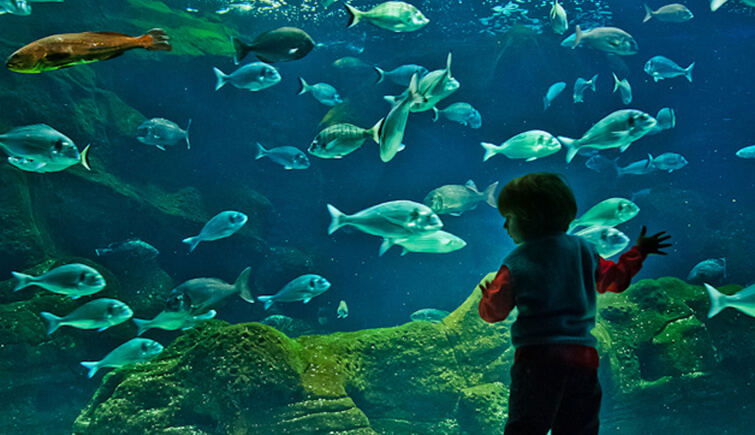 Aquariums in India