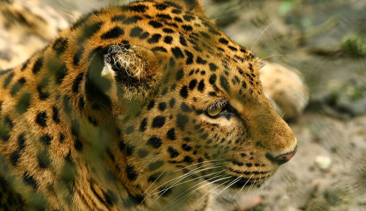 Leopard Population on Rise in Sanjay Gandhi National Park 
