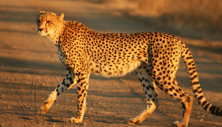 Sanjay Gandhi National Park Spots Rise in Leopard Population