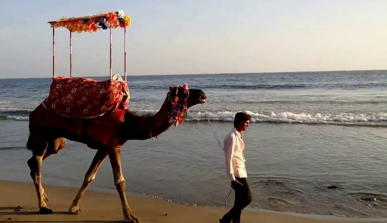 Camel Ride at Beach