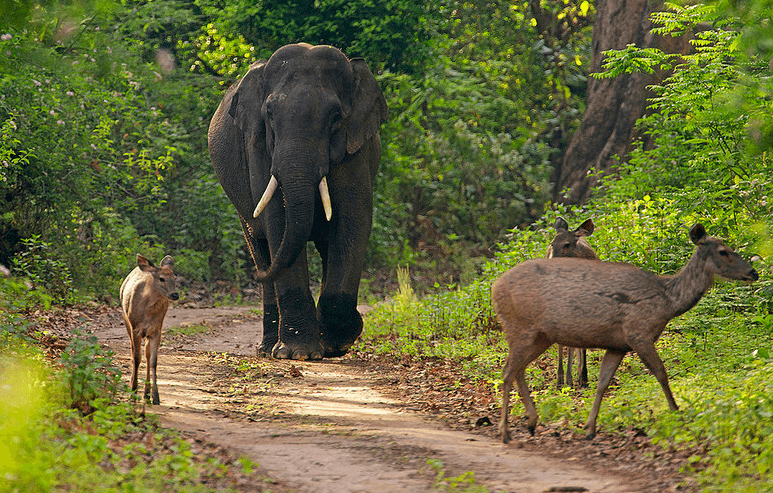 Jim Corbett National Park, India