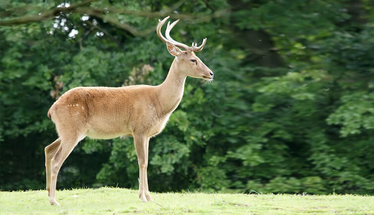 Sangai  Deer at Keibul Lamjao National Park