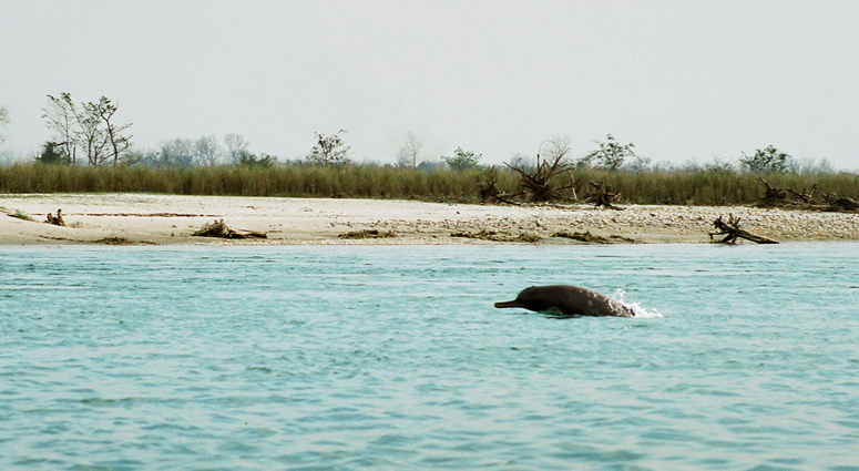 Gangetic Dolphin