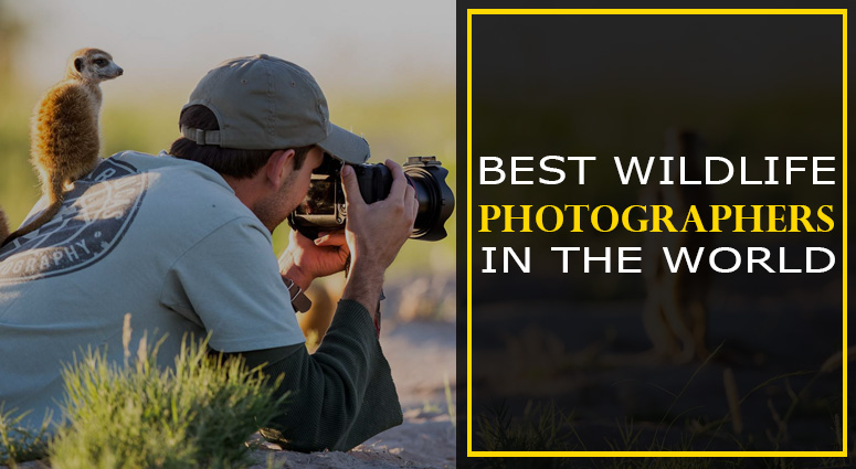 111 Best Wildlife Photographers in the World