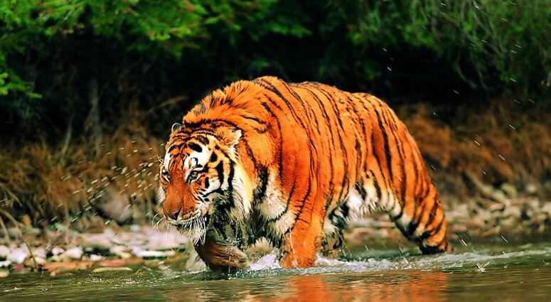 Rescue-of-Wildlife-in-West-Bengal