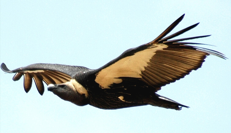 Vulture-Population-in-West-Bengal