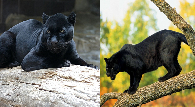 Difference Between Black Jaguar and Black Panther