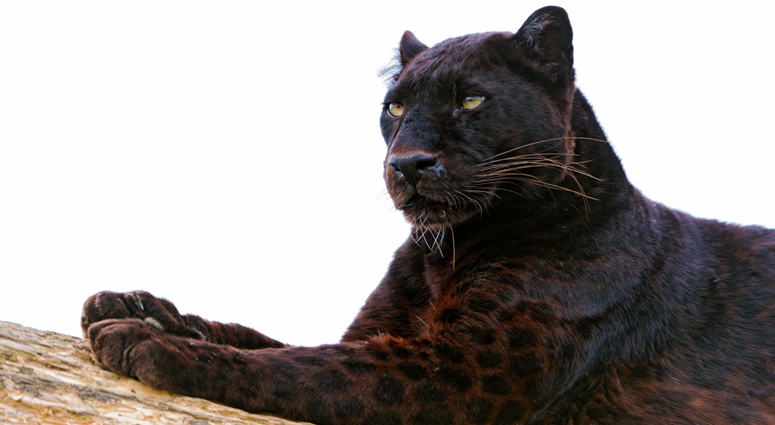 Black Panthers Make their way in Reserve Forest of Maharashtra and Odisha