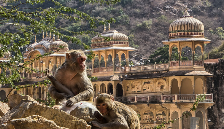 Galta Monkey Temple, Jaipur