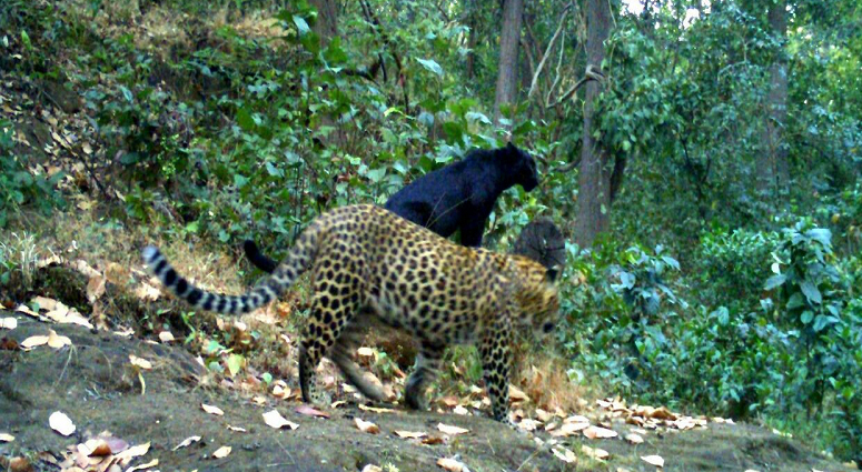 Odish Forest Reserve Range - Balck Panther Spotted