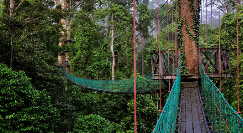 Walk amidst the Wet Wilderness of Rainforest Canopies