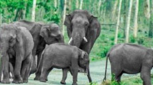 Assam & Arunachal Wildlife Tour