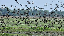 Birding in Assam Holiday