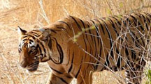 Tigers with Golden Triangle India Holiday