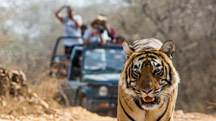 Stay with Tigers of Corbett