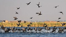 Gujarat Wildlife and Bird Watching Tour