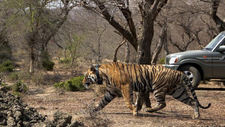 Tiger-in-India