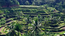 Bali - Ubud Holiday Tour