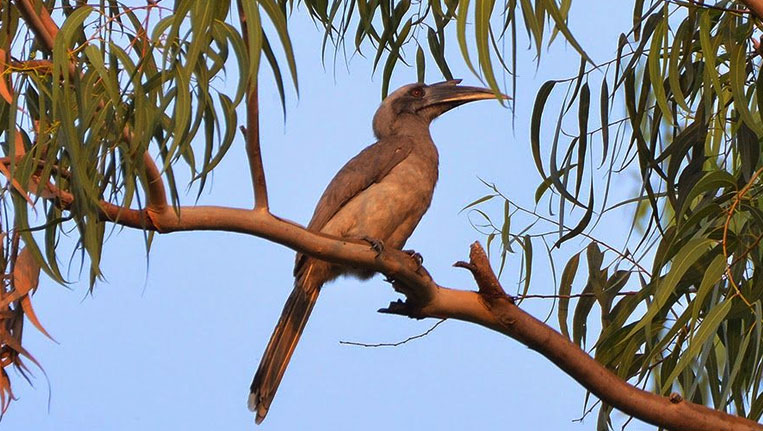 Hornbill-Spotted-in-Karnataka