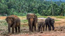 Sri Lankan Nature and Wildlife Tour